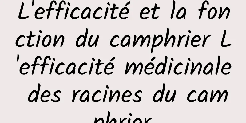 L'efficacité et la fonction du camphrier L'efficacité médicinale des racines du camphrier