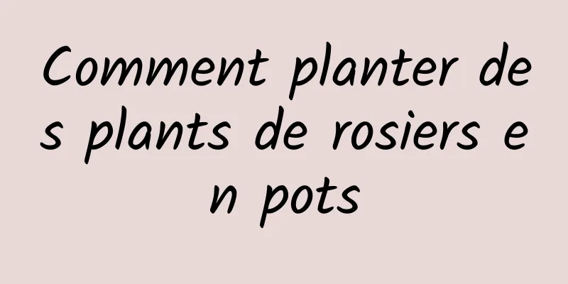 Comment planter des plants de rosiers en pots