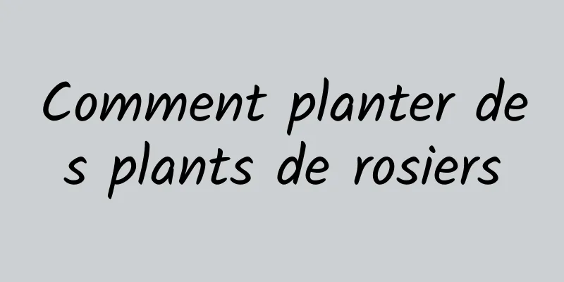 Comment planter des plants de rosiers