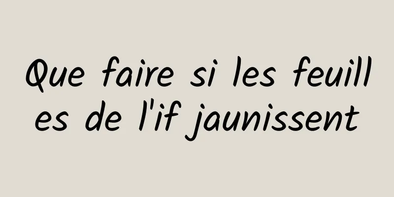 Que faire si les feuilles de l'if jaunissent