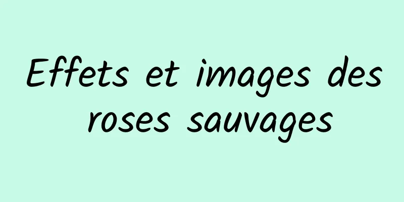 Effets et images des roses sauvages