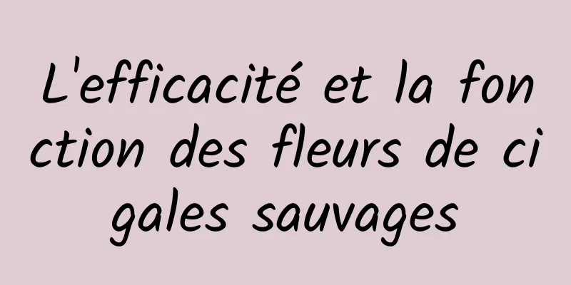 L'efficacité et la fonction des fleurs de cigales sauvages