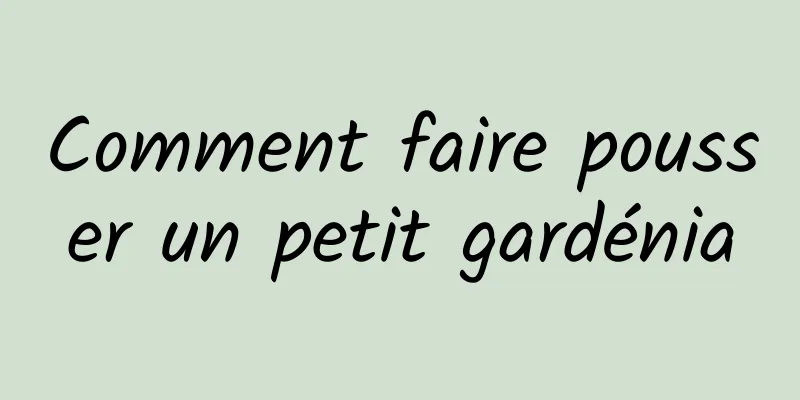 Comment faire pousser un petit gardénia