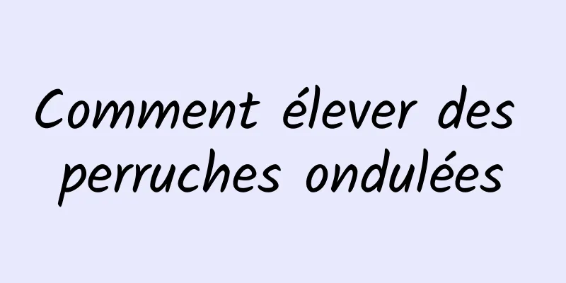 Comment élever des perruches ondulées