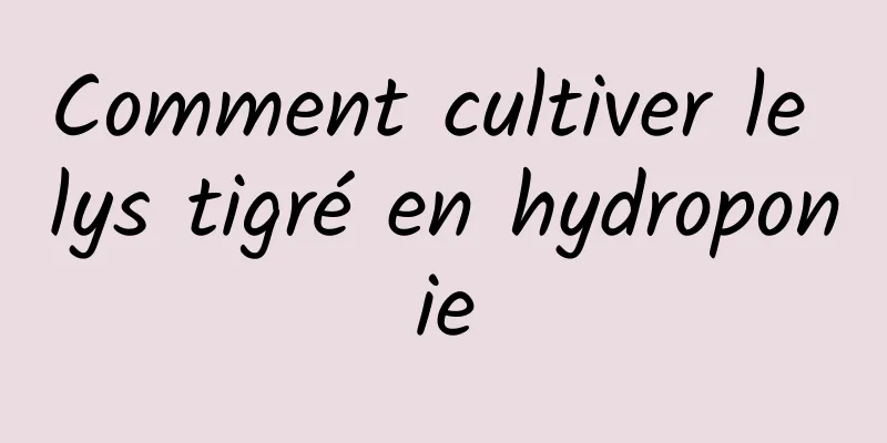 Comment cultiver le lys tigré en hydroponie