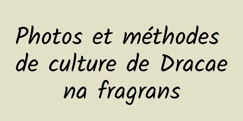 Photos et méthodes de culture de Dracaena fragrans