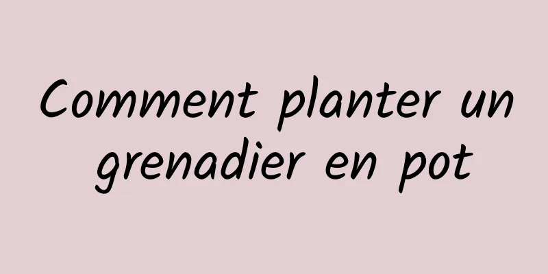 Comment planter un grenadier en pot