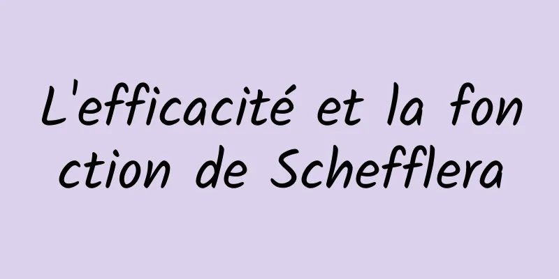 L'efficacité et la fonction de Schefflera