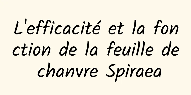 L'efficacité et la fonction de la feuille de chanvre Spiraea