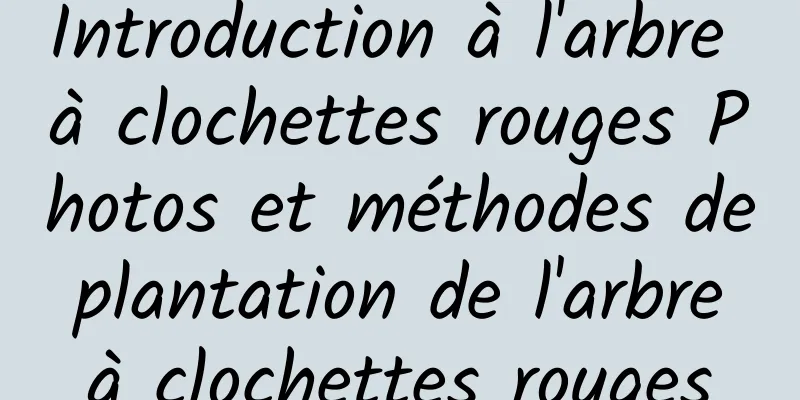Introduction à l'arbre à clochettes rouges Photos et méthodes de plantation de l'arbre à clochettes rouges
