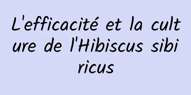 L'efficacité et la culture de l'Hibiscus sibiricus