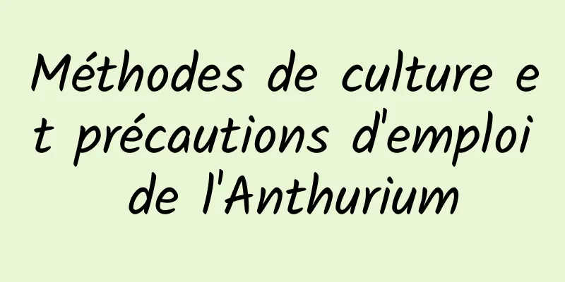 Méthodes de culture et précautions d'emploi de l'Anthurium