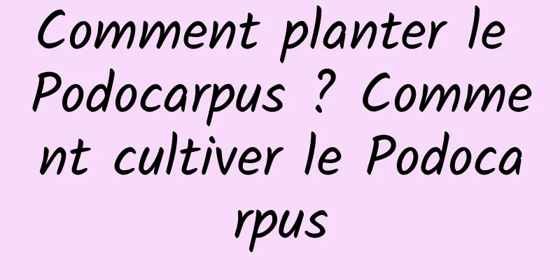 Comment planter le Podocarpus ? Comment cultiver le Podocarpus