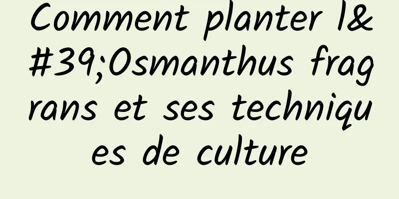 Comment planter l'Osmanthus fragrans et ses techniques de culture