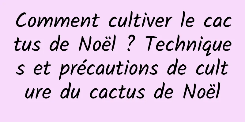 Comment cultiver le cactus de Noël ? Techniques et précautions de culture du cactus de Noël