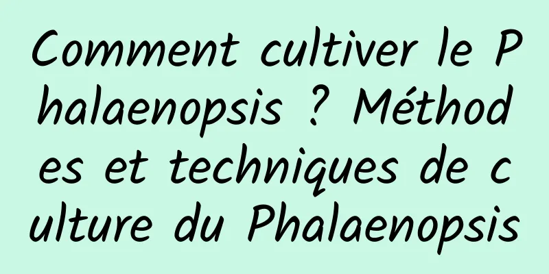 Comment cultiver le Phalaenopsis ? Méthodes et techniques de culture du Phalaenopsis