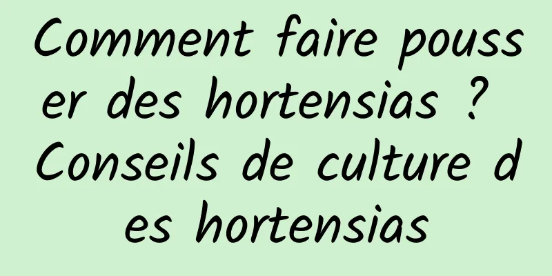 Comment faire pousser des hortensias ? Conseils de culture des hortensias