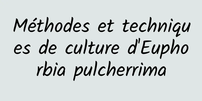 Méthodes et techniques de culture d'Euphorbia pulcherrima