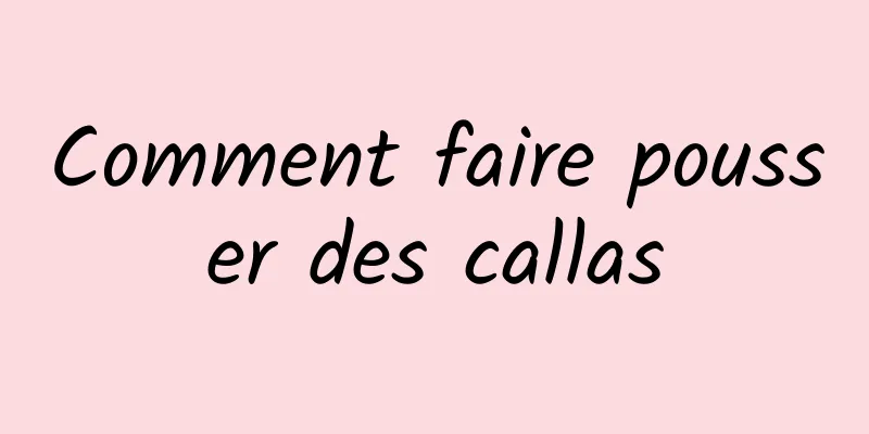 Comment faire pousser des callas