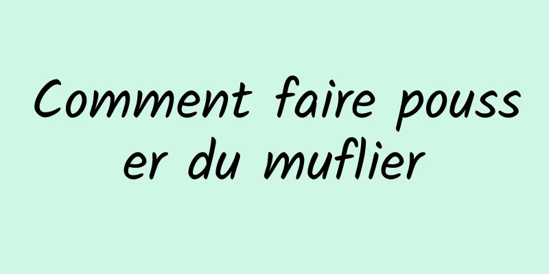 Comment faire pousser du muflier