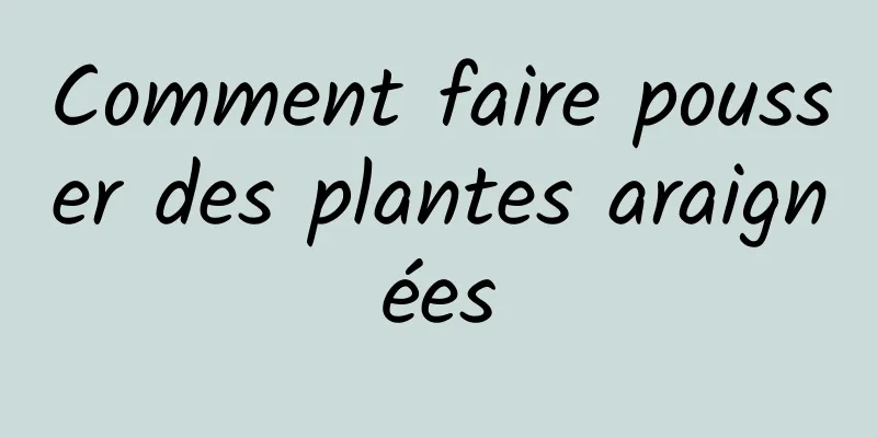 Comment faire pousser des plantes araignées