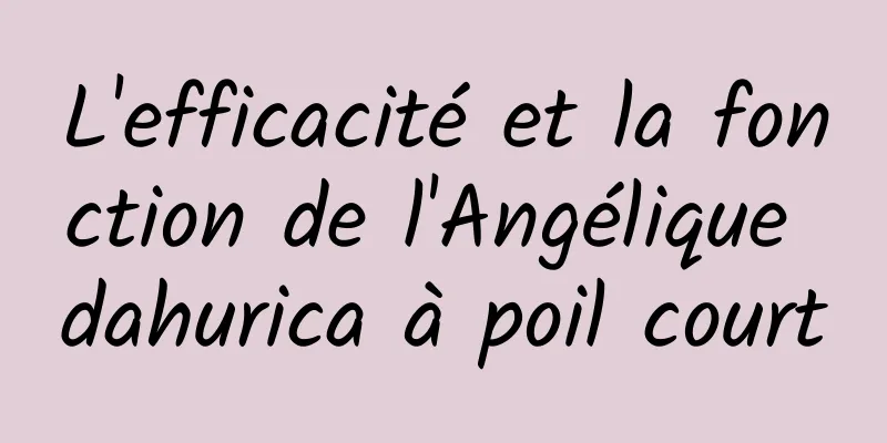 L'efficacité et la fonction de l'Angélique dahurica à poil court