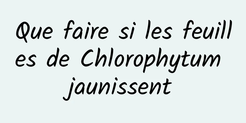 Que faire si les feuilles de Chlorophytum jaunissent