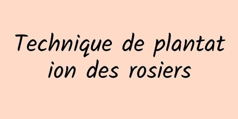 Technique de plantation des rosiers