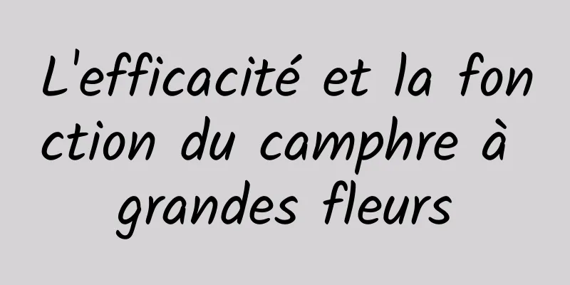 L'efficacité et la fonction du camphre à grandes fleurs