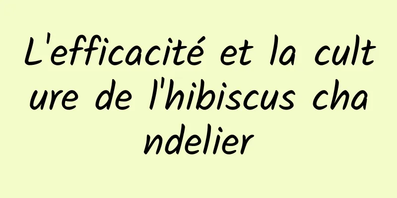 L'efficacité et la culture de l'hibiscus chandelier