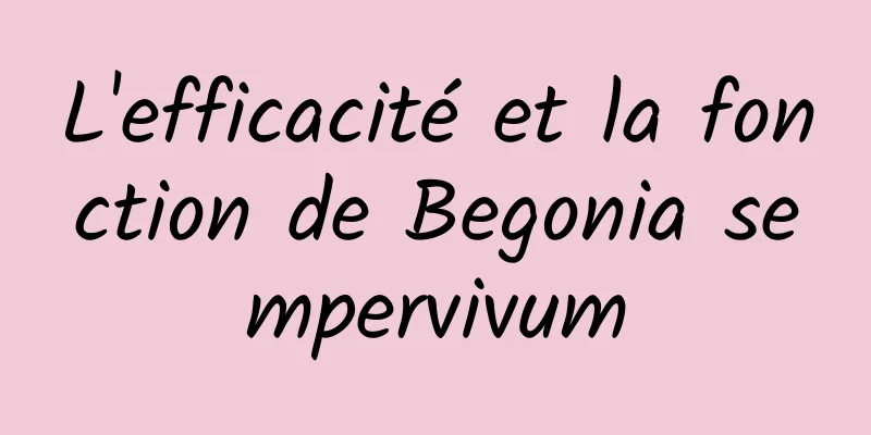 L'efficacité et la fonction de Begonia sempervivum