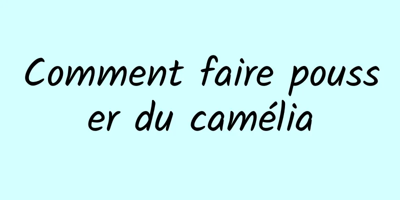 Comment faire pousser du camélia