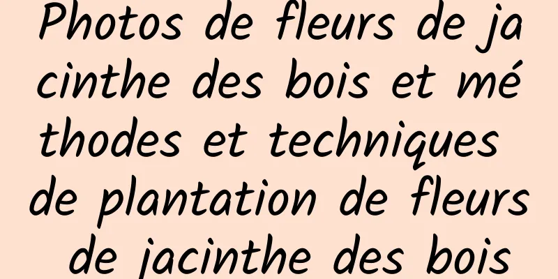 Photos de fleurs de jacinthe des bois et méthodes et techniques de plantation de fleurs de jacinthe des bois