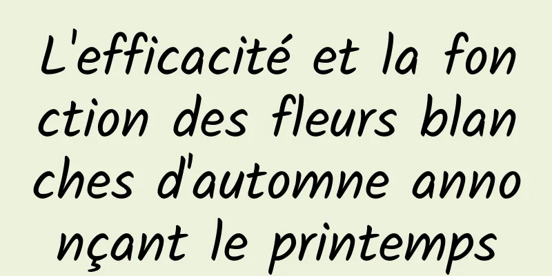 L'efficacité et la fonction des fleurs blanches d'automne annonçant le printemps