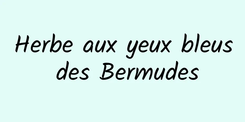 Herbe aux yeux bleus des Bermudes