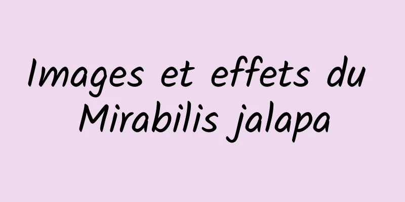 Images et effets du Mirabilis jalapa