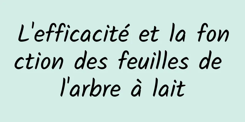 L'efficacité et la fonction des feuilles de l'arbre à lait