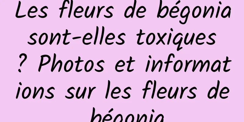 Les fleurs de bégonia sont-elles toxiques ? Photos et informations sur les fleurs de bégonia