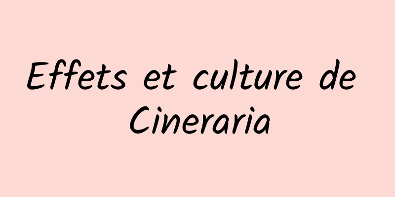 Effets et culture de Cineraria