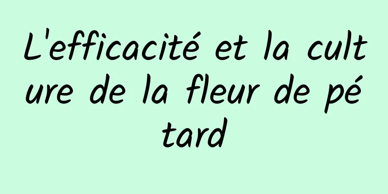 L'efficacité et la culture de la fleur de pétard