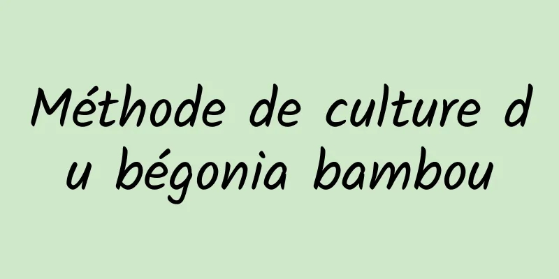 Méthode de culture du bégonia bambou