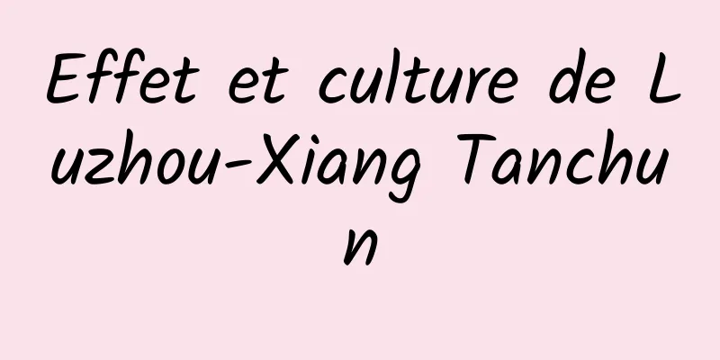 Effet et culture de Luzhou-Xiang Tanchun