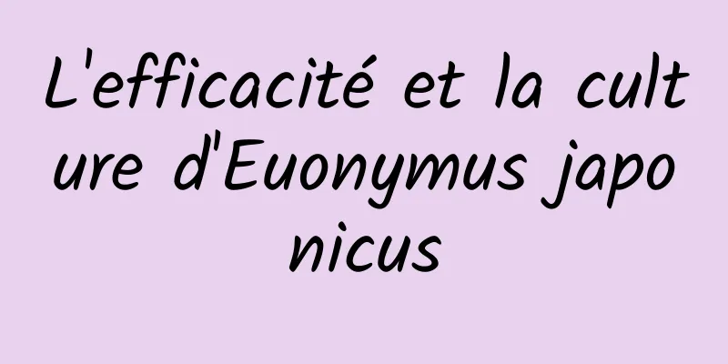 L'efficacité et la culture d'Euonymus japonicus