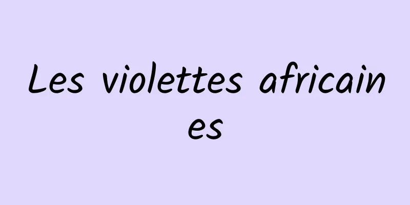 Les violettes africaines