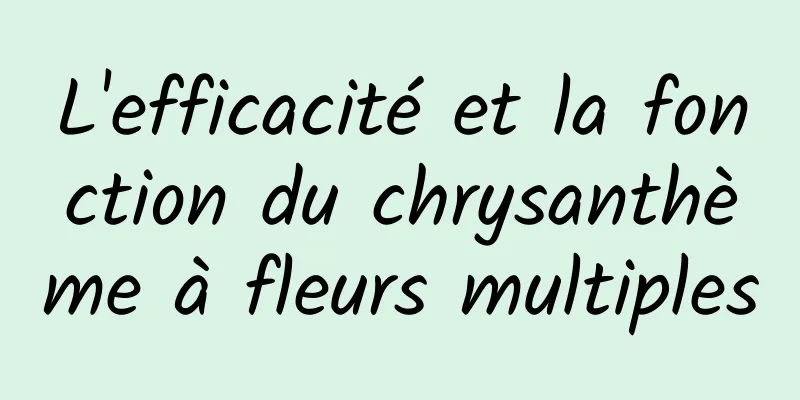 L'efficacité et la fonction du chrysanthème à fleurs multiples