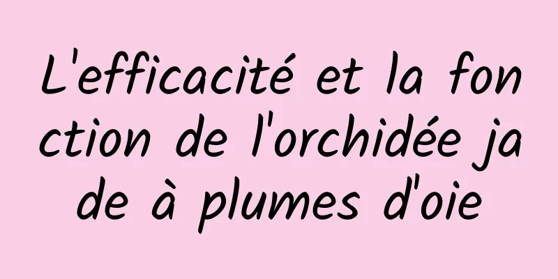 L'efficacité et la fonction de l'orchidée jade à plumes d'oie