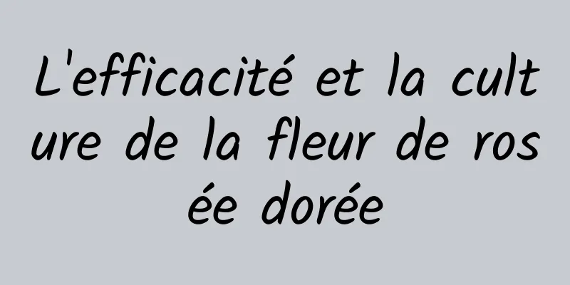 L'efficacité et la culture de la fleur de rosée dorée