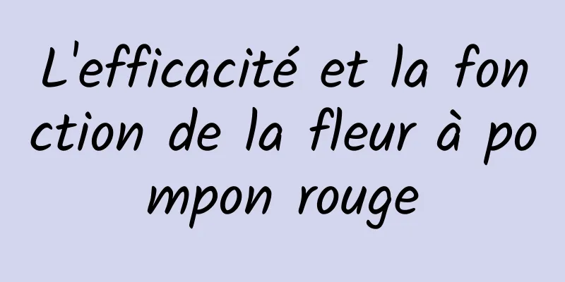 L'efficacité et la fonction de la fleur à pompon rouge