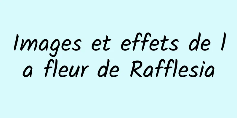 Images et effets de la fleur de Rafflesia