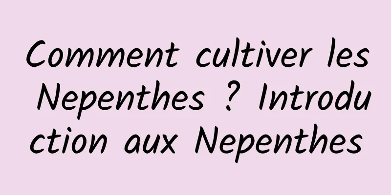 Comment cultiver les Nepenthes ? Introduction aux Nepenthes